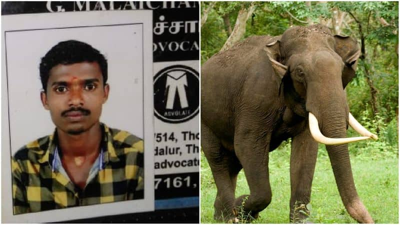 wild elephant killed a youth