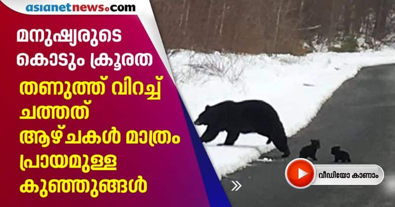 cubs freeze to death after mother bear scared off