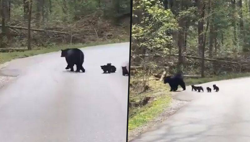 Cute video of a bear crossing a road is a must watch