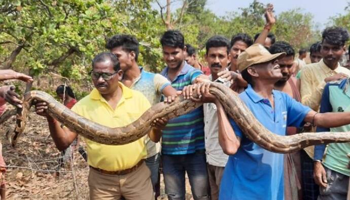 গ্রামের পাশে পার্কে ঝুলে বিশাল অজগর, আতঙ্কে হুলুস্থুল এলাকা