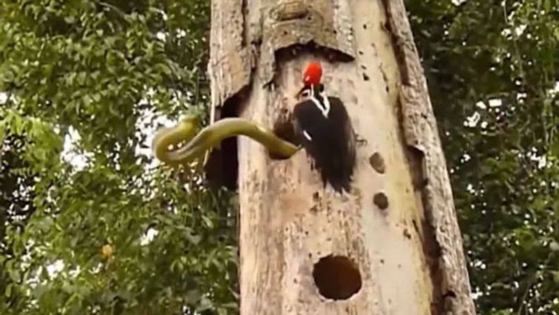 Woodpecker Fights 10-Foot Snake To Save Her Eggs In Chilling Video