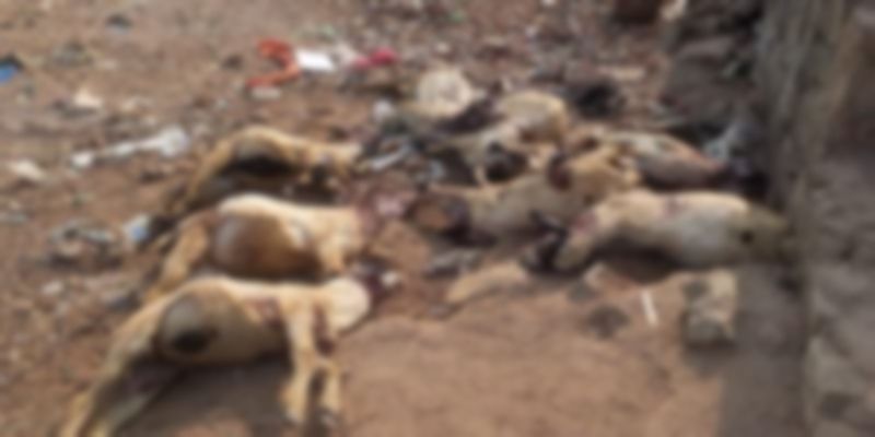 dogs killed 8 goats