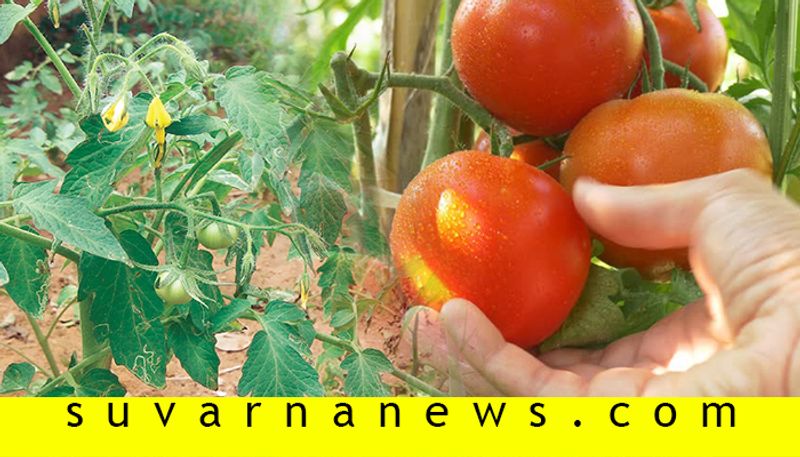 Simple tips for growing tomatoes in summer