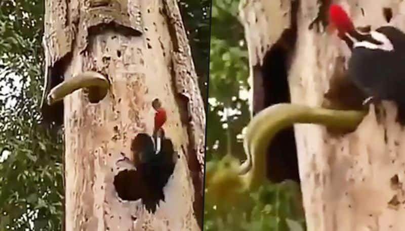 Woodpecker fights with a snake to save its babies, video goes viral