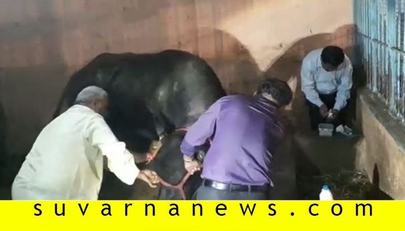 Davanagere dc sp stays in temple whole night to stop animal scarifies