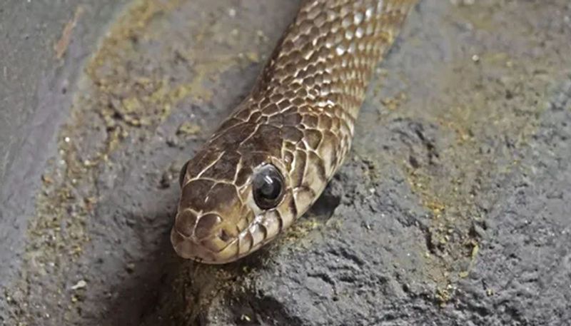 Kerala snake-bite murder: Why did accused Sooraj starve snake for 11 days?