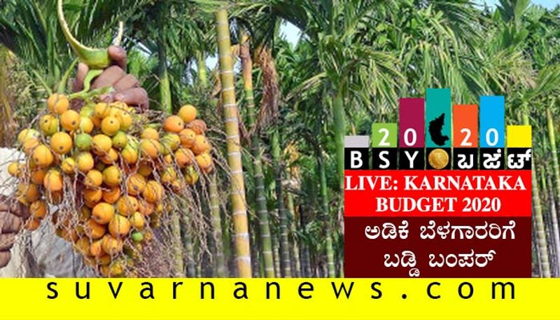 Karnataka Budget 2020 Bumper Gift to Areca Farmers