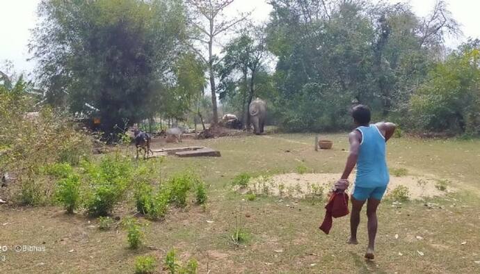 জঙ্গল থেকে ক্ষেত, খাবার নেই কোথাও, লোকালয়ে হাতির আতঙ্ক