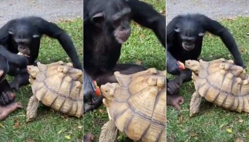 video viral for chimpanzee share apple with tortoise