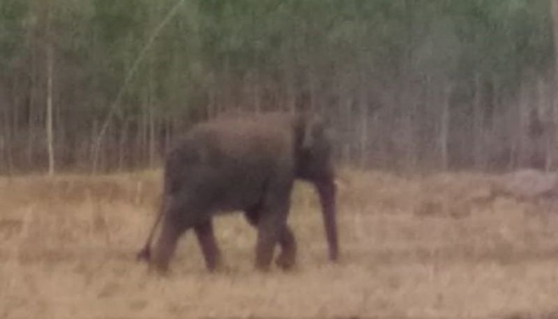 animals roam in village including Elephant pig in uttara kannada