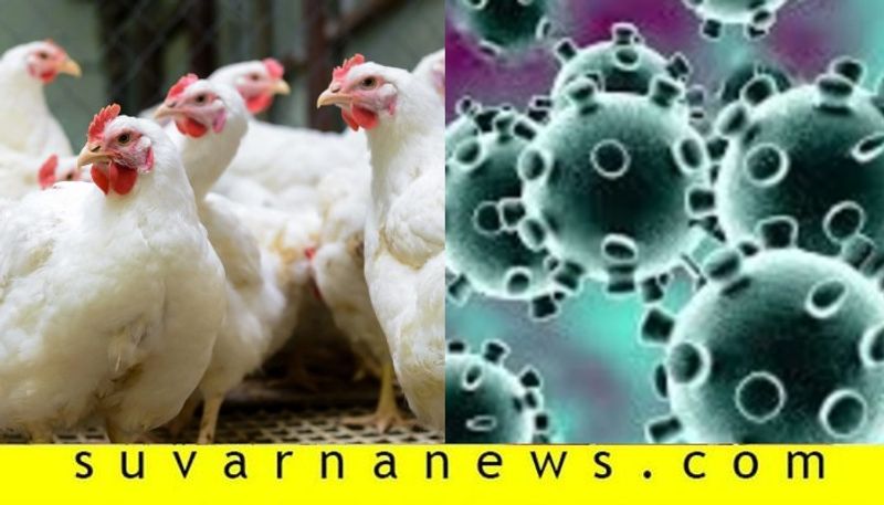 Chicken price falls due to bird Flue in Mandya