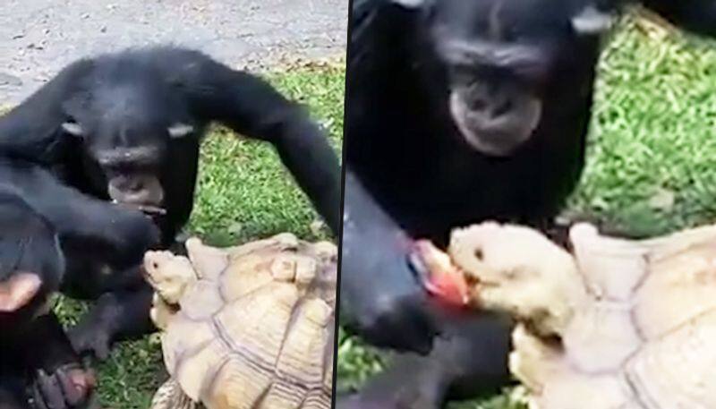 Netizens get a bite of chimpanzee sharing apple with tortoise in viral video