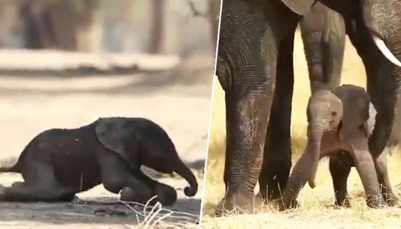 Mother elephant helps baby jumbo take first steps, video goes viral