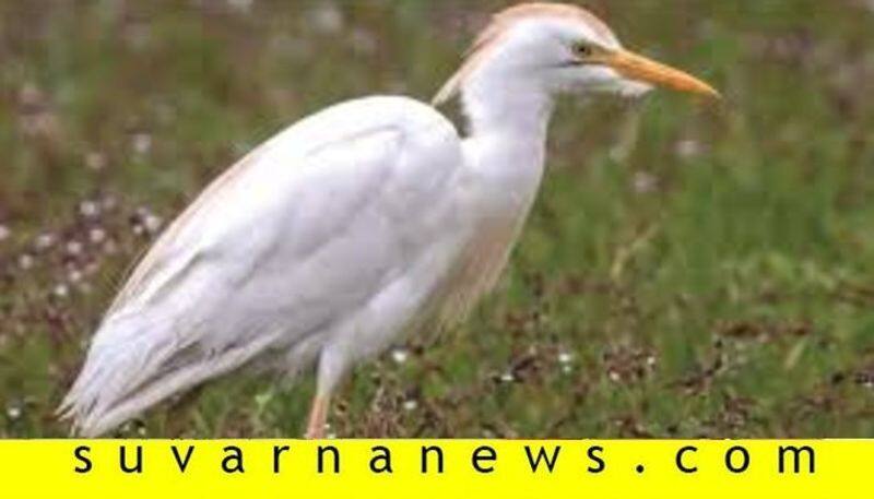 Mass death of Little egret in mysore creates fear in people suspecting it as coronavirus