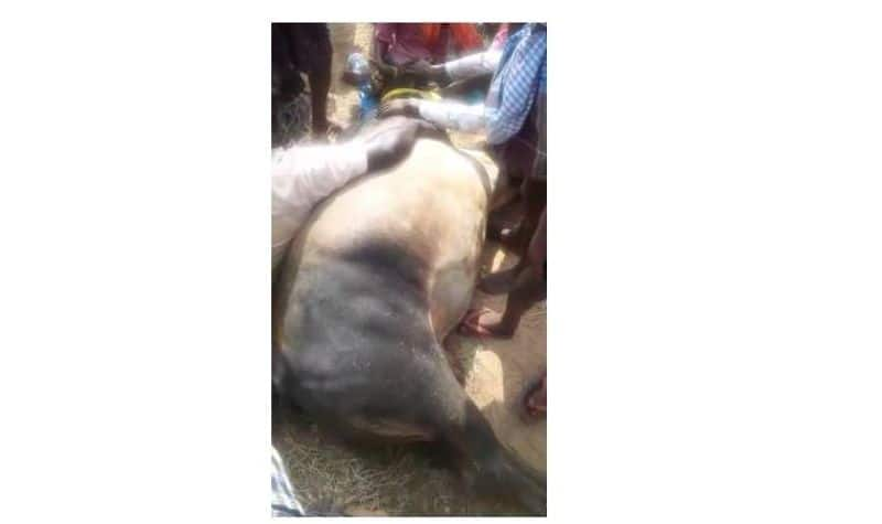 Jallikattu Bull died due to electric shock