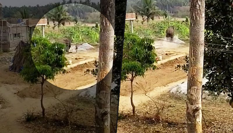 Viral Video: Human-animal conflict - lone Jumbo tramples man in Tumakuru