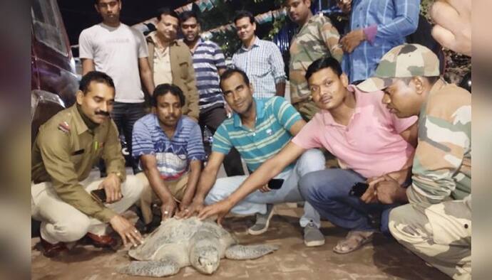 রূপনারায়ণে মাঝিদের জালে মিলল বিরল প্রজাতির কচ্ছপ,   উদ্ধার করল উলুবেড়িয়া বন দপ্তর