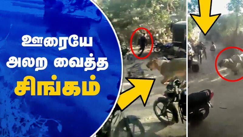 Lion entered in to village area people are ran away video