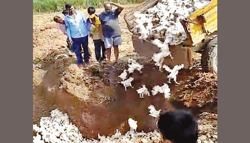 Coronavirus 9 Thousand Chicken Buried In Kolar