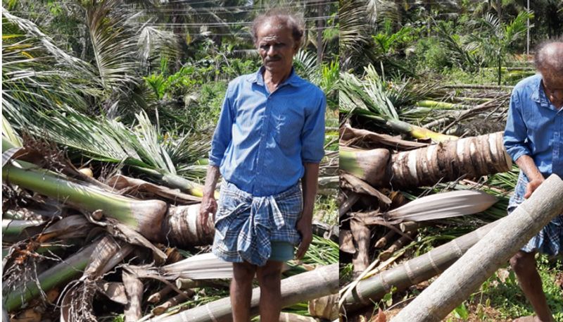 Another Case In Tumkur  80 Areca trees and 20 coconut trees chopped in Gubbi