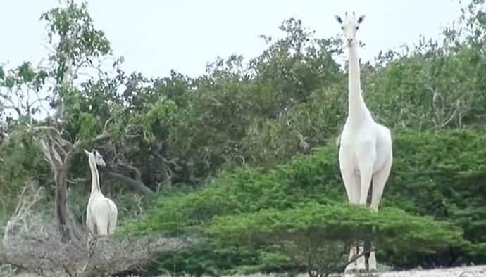 চোরাশিকারিদের হাতে খুন একমাত্র মা, সাদা জিরাফ আর জন্মাবে না পৃথিবীতে