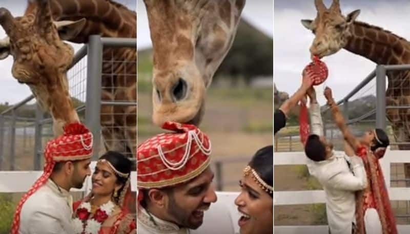 giraffe snatches groom turban during wedding photo