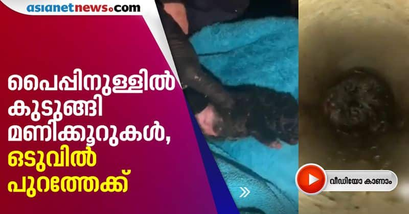 Two day old puppy falls down drain gets stuck inside