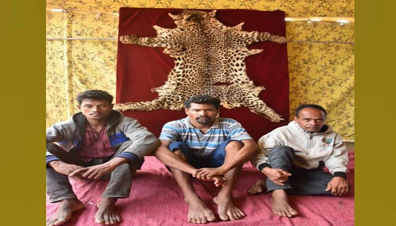 Tiger skin seized in Manchiryala; three arrested