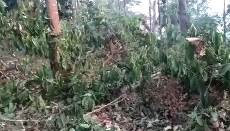 Officers Chopped 4 Acres Of Coffee Plants In Chikmagalur