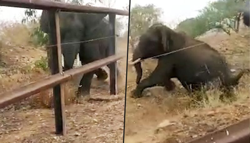 Karnataka forest staff shoots wild elephant, video catches Randeep Hooda's attention