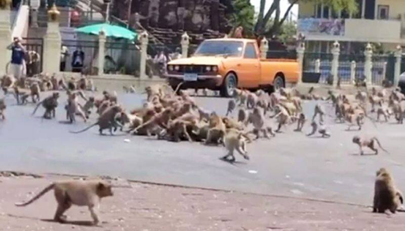 Coronavirus scare: Monkeys of rival gangs fight over food