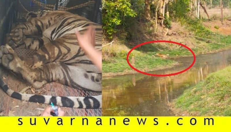 Tiger trapped in madikeri