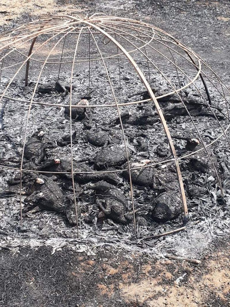 60 goats died in a fire accident