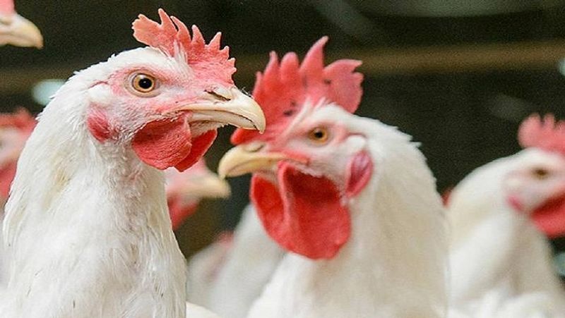 Shock to chicken lovers: Chicken prices rise to record highs RMA