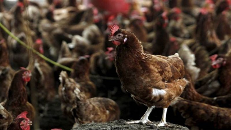 Fact Check of coronavirus found in poultry Bihar