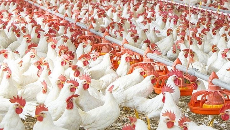 Chicken Prices Fall Down Due To Bird Flu