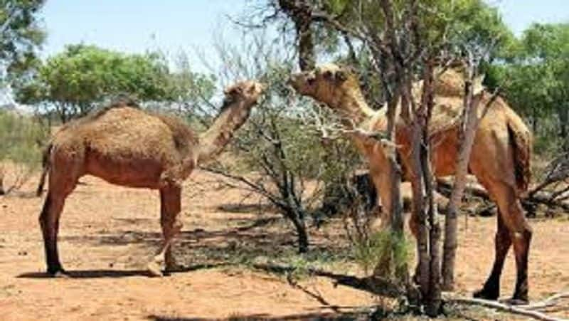 Indian Railways delivers camel milk for autistic child in Mumbai