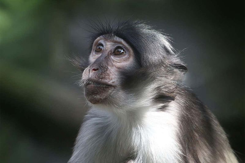 Police Officials Distribution of food to Monkeys Workers During India LockDown in Hubballi