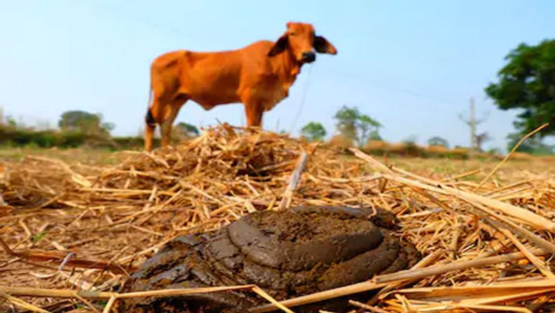 Thieves get hands dirty, steal 1000kg cow dung from cattle shed