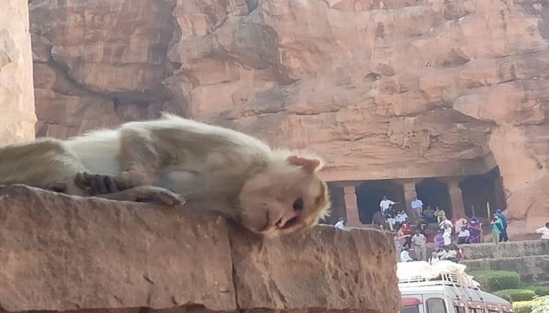 Photos of Monkeys in Badami in Bagalkot District