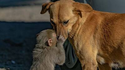 बेरहमों ने मां को जहर देकर मार दिया, फिर कुत्ते ने ले लिया बच्चे को गोद, नहीं होने देती आंखों से दूर