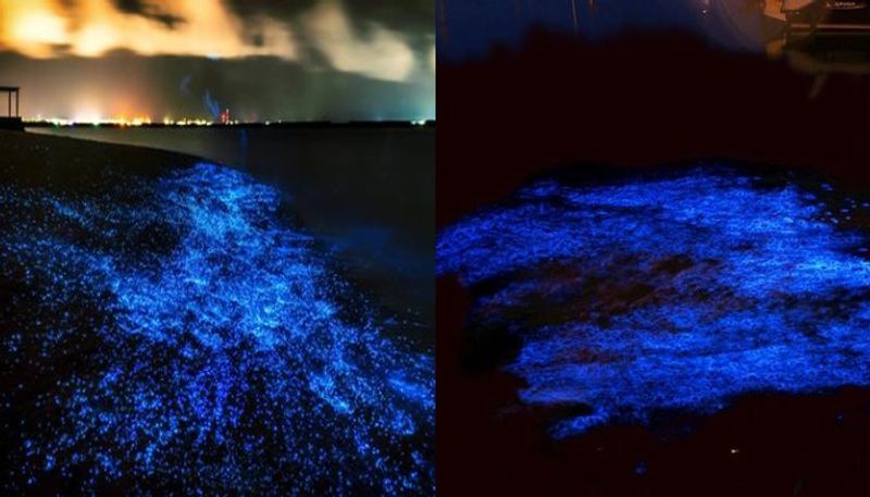 sea sparkle bioluminescence in kumbalangi