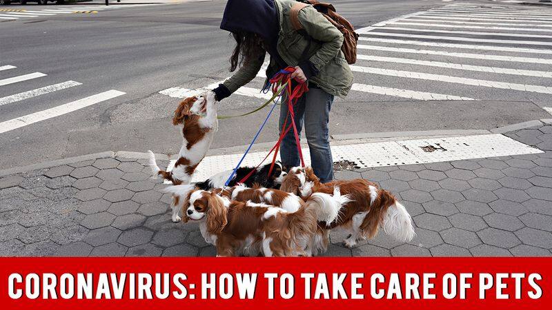 How To Care For Pets During The Coronavirus Pandemic