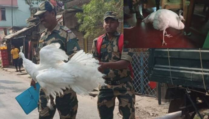 মুরগির আবার পেখম,  চক্ষু চড়কগাছ বসিরহাটের