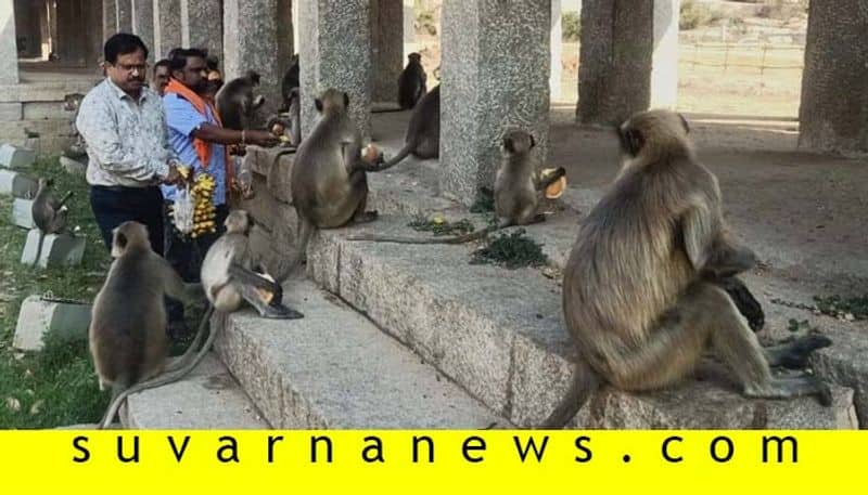 Photos of Monkeys in Hampi in Ballari District