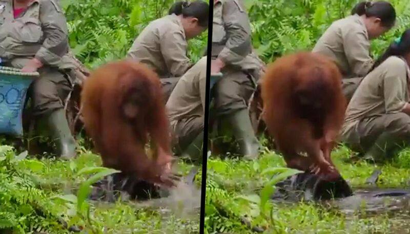 Orangutan guides humans to wash hands during coronavirus fear