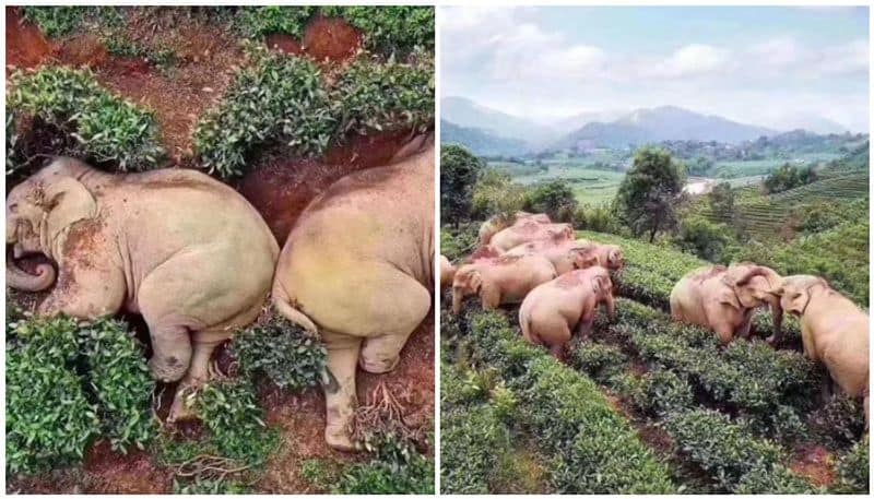 Elephants break Into village in china and getting so drunk that they fall asleep near a tea garden