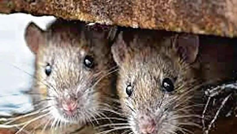 Hantavirus: All You need to know... How it spreads and the symptoms