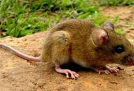 While world fights coronavirus pandemic, Hantavirus sneaks in via the backdoor