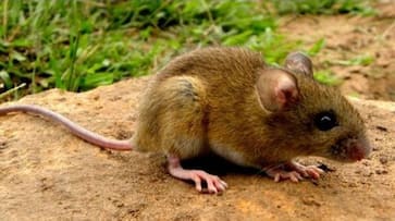 While world fights coronavirus pandemic, Hantavirus sneaks in via the backdoor